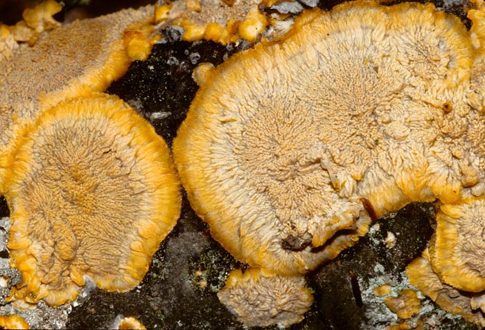 Phlebia radiata